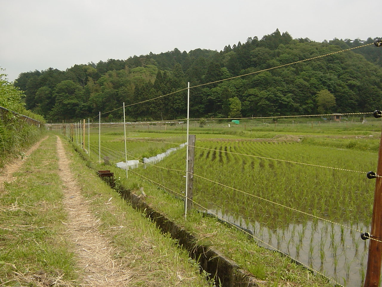 イノシシ・シカなどの農地侵入を防ぐ